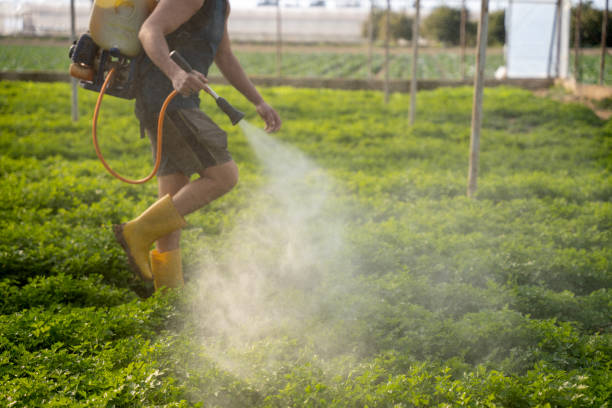 Best Mosquito Control Services  in Clifton, CO
