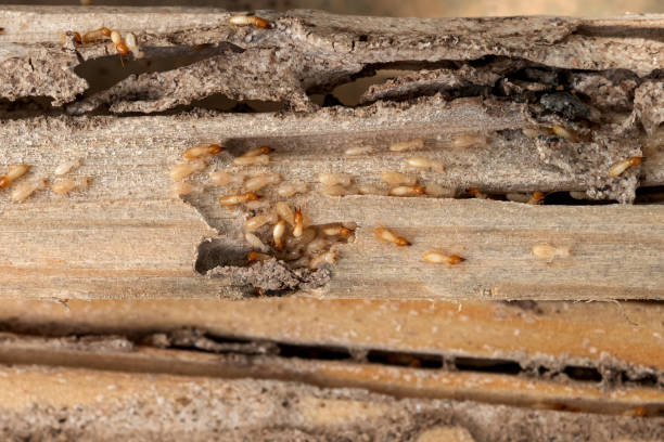 Pest Control Cost in Clifton, CO